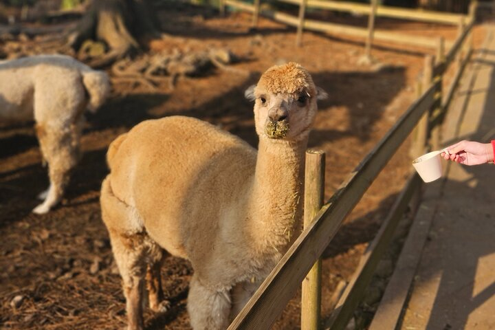 Playful alpacas greet visitors in a serene natural setting inviting friends and families to unwind while enjoying the company of these charming animals and surrounding wildlife.